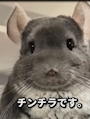 chiko