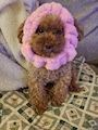 chiko
