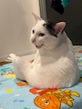 chiko
