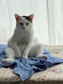 chiko