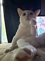 chiko