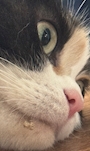 chiko