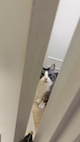 新着ブログ 🐱❕