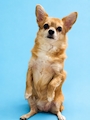 chiko