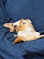 chiko