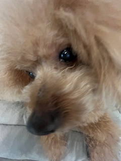 プロフィール写真1・こあ｜mooore・モーレ - 静岡 両替町のキャバクラ