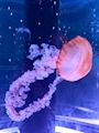 新着ブログ 水族館🪼✨