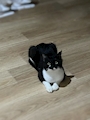 chiko