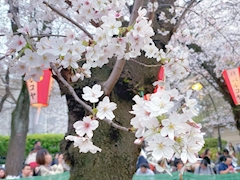 💚ひめか💚『ぽっちゃりASK錦糸町店』