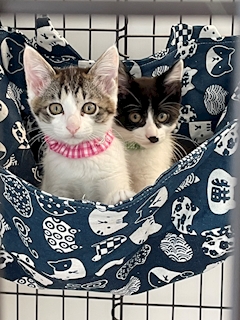 プロフィール写真1・にこ｜Girl's Lounge Peek-a-Boo・ピーカブー - 池袋西口のキャバクラ