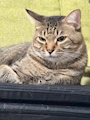 chiko