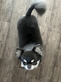 chiko
