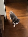 chiko