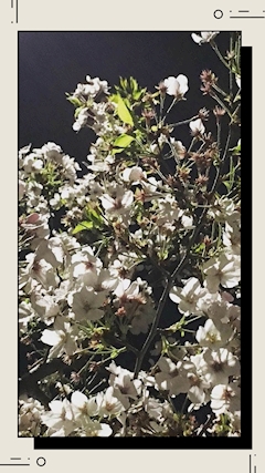 プロフィール写真1・さくら｜LunaR・ルナール - 錦糸町のパブ/スナック