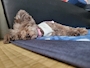 chiko