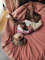 chiko