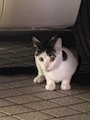 chiko