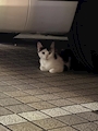 chiko