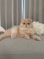 新着ブログ しゅっしゅ🐈