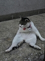 新着ブログ 地域猫