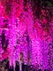 プロフィール写真2・さき|Suika NEO・スイカネオ - 国分町のラウンジ