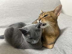 るい