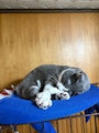 chiko