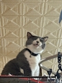 chiko