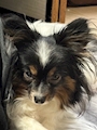 chiko