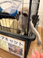 chiko