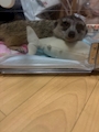 chiko