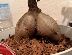 るあ「🩶」