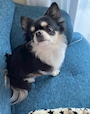 chiko