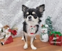 chiko