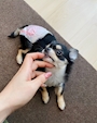 chiko
