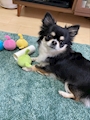 chiko
