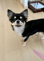 chiko