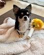 chiko