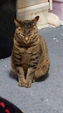 chiko