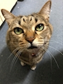chiko