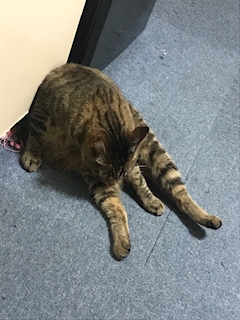 かえで