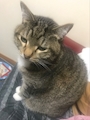 chiko