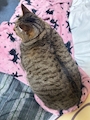 chiko