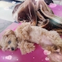 chiko