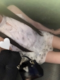 女の子の名前