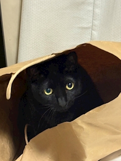 プロフィール写真1・あいさ｜CHERRY'S・チェリーズ - 新横浜のガールズバー