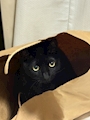 あいさ