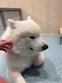 新着ブログ サモエド🐶
