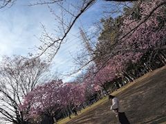 ありす「出勤」