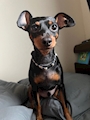 chiko